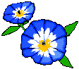 flower flower
