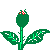rose rose